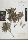 Foto von Salix lapponum L.